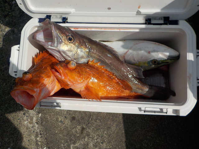 アラ・カンコ(ウッカリカサゴ)