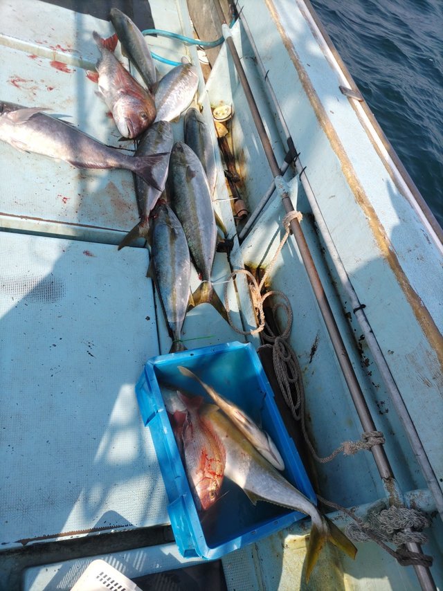 マダイ・メジロ(ブリ)