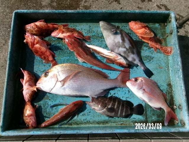 マダイ・マハタ・カサゴ・ホウボウ・ウスバハギ