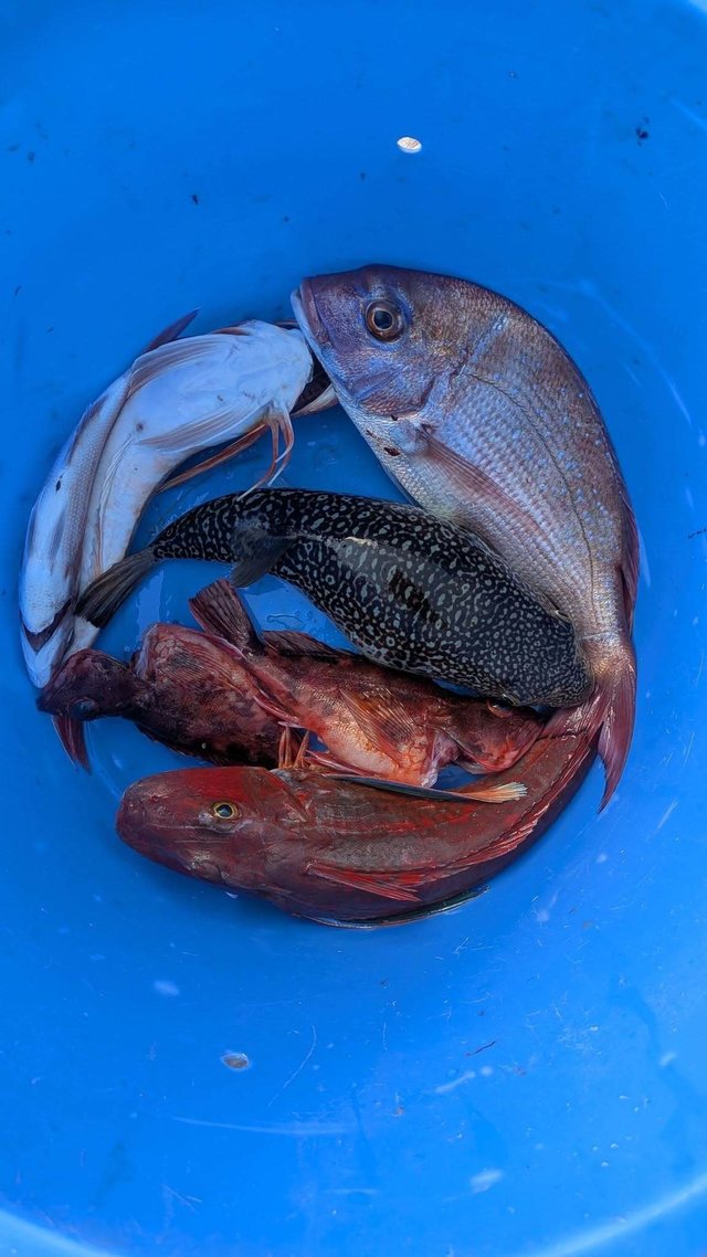 マダイ・カサゴ・ホウボウ・フグ(ショウサイフグ)