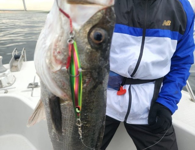 シーバス(スズキ)