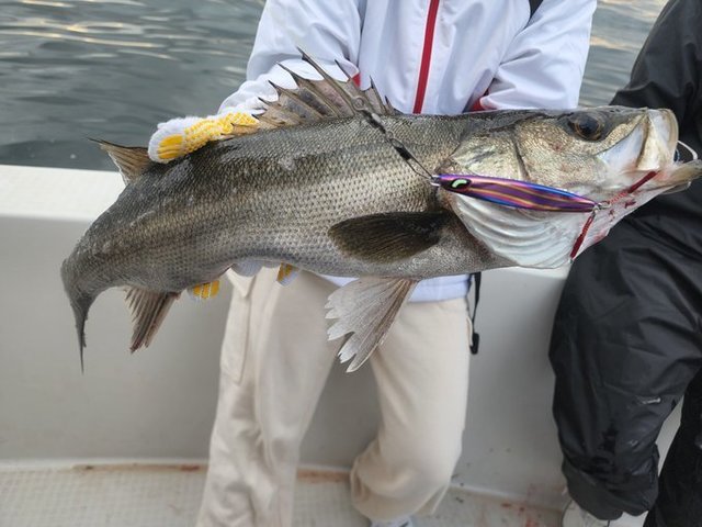 シーバス(スズキ)