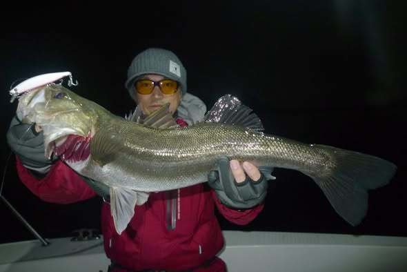 シーバス(スズキ)