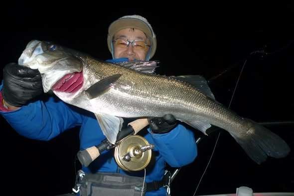 シーバス(スズキ)