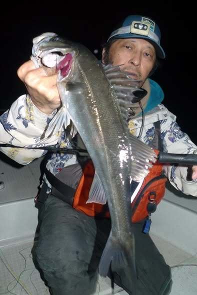 シーバス(スズキ)