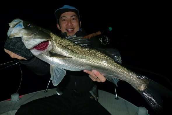 シーバス(スズキ)