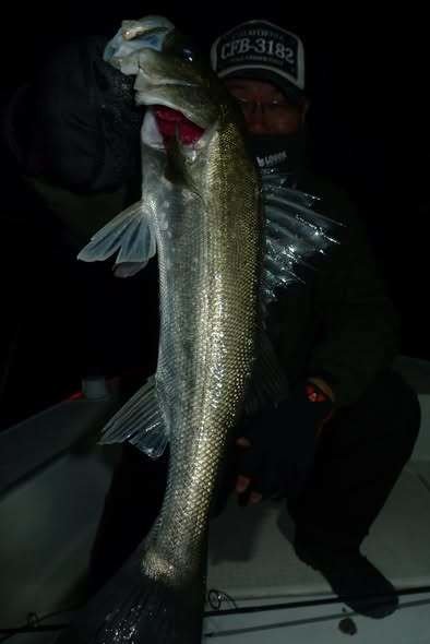 シーバス(スズキ)