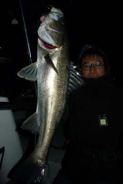 シーバス(スズキ)