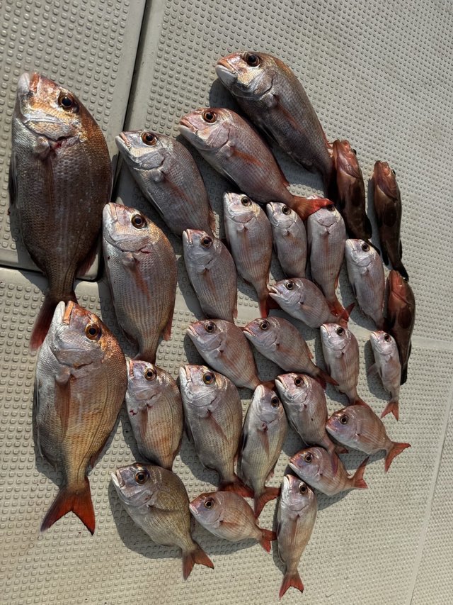 マダイ・アコウ(キジハタ)