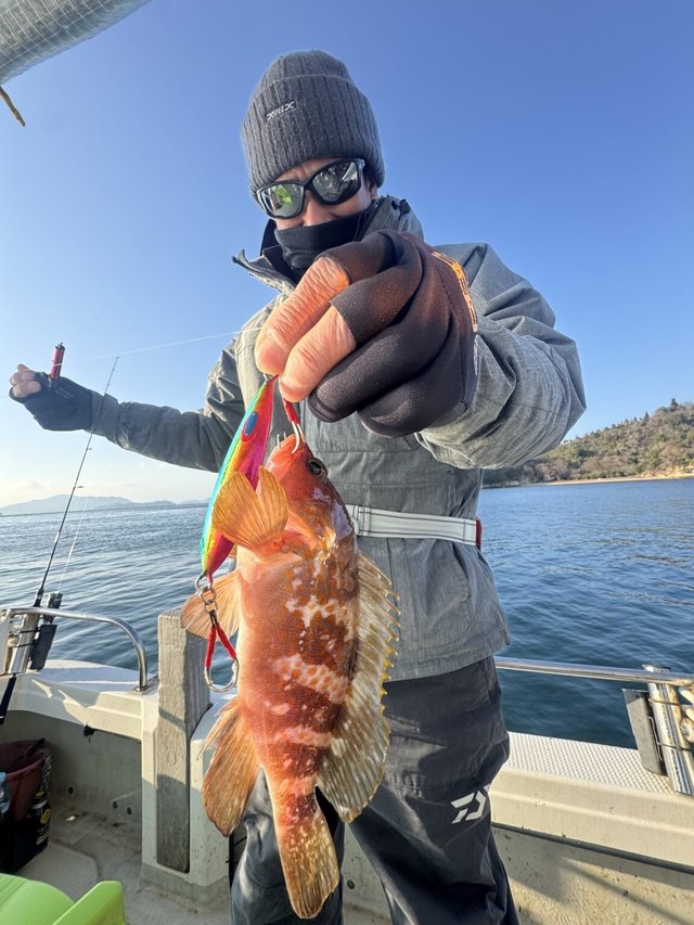 アコウ(キジハタ)