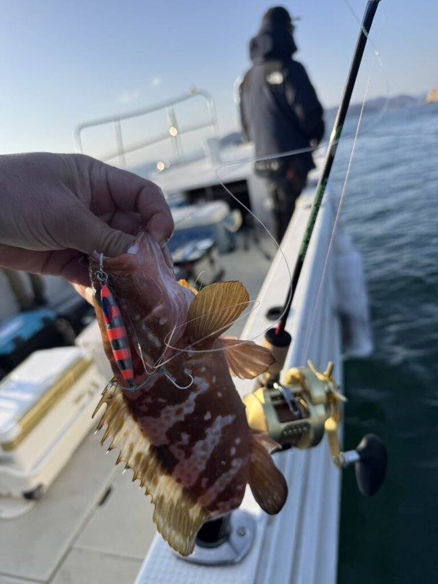 アコウ(キジハタ)