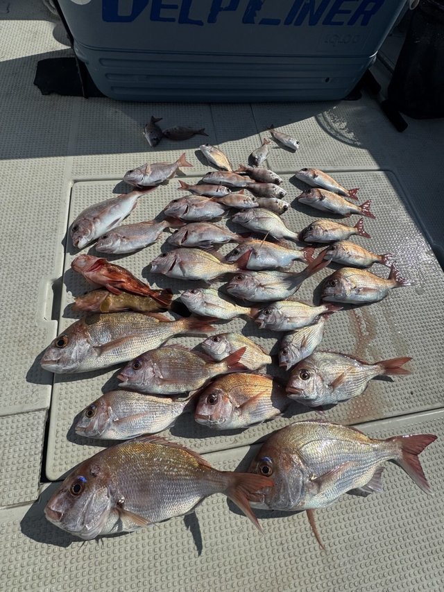 マダイ・アコウ(キジハタ)