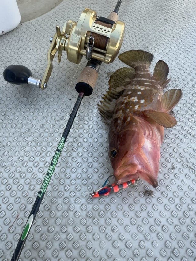 アコウ(キジハタ)