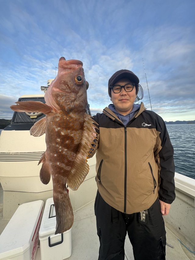 アコウ(キジハタ)