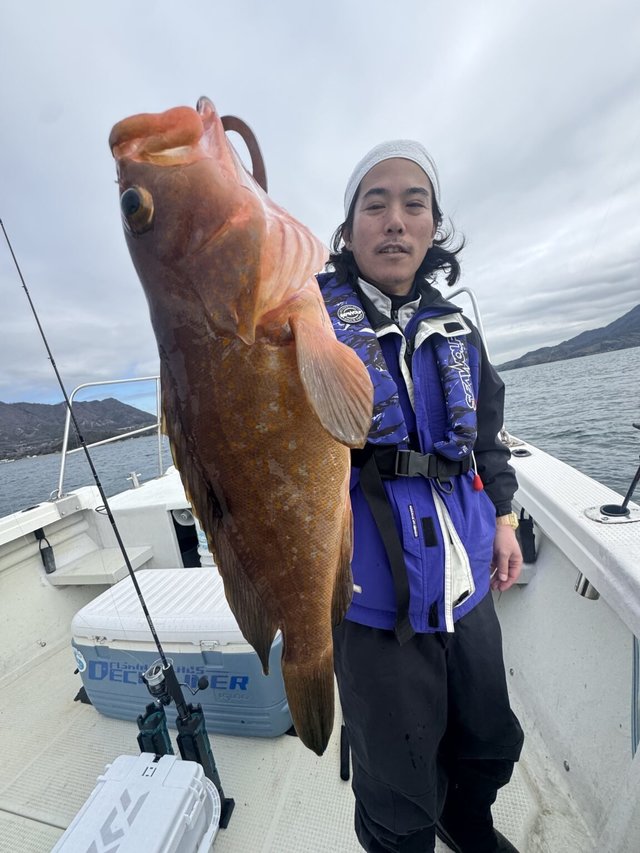 アコウ(キジハタ)