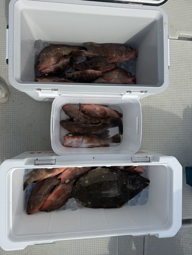 アコウ(キジハタ)・ヒラメ