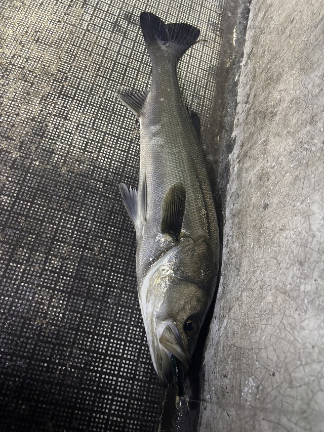 シーバス(スズキ)