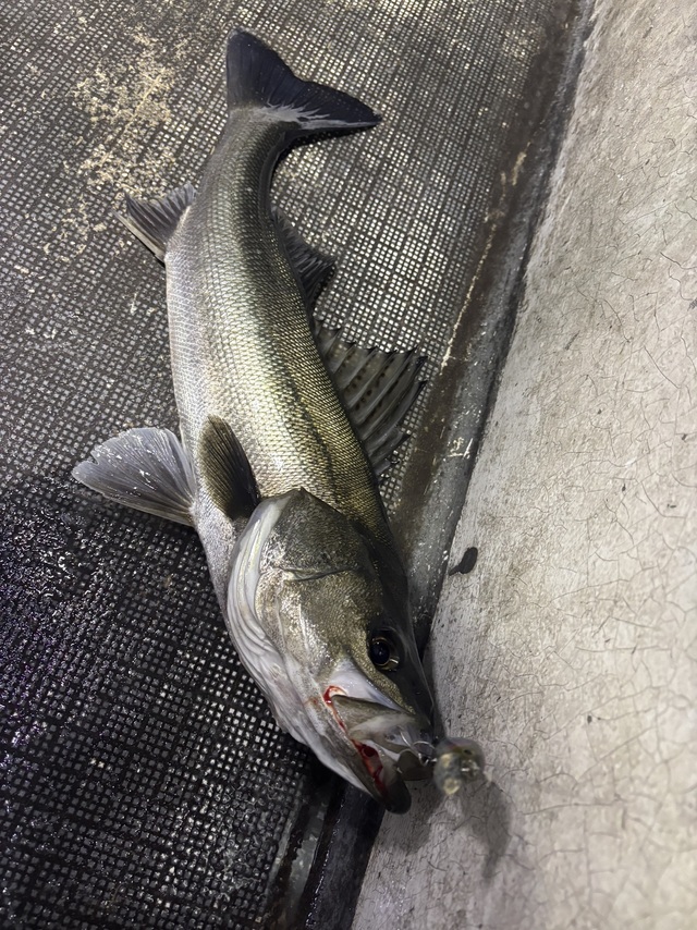 シーバス(スズキ)