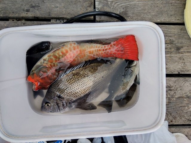 チヌ(クロダイ)・ブダイ