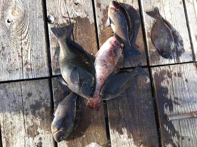 クチブトグレ(メジナ)