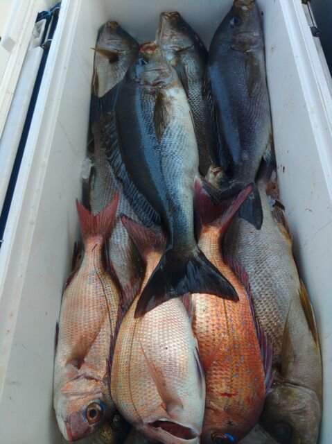 マダイ・イサキ