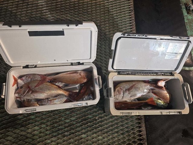 マダイ・ハナダイ(チダイ)・ホウボウ