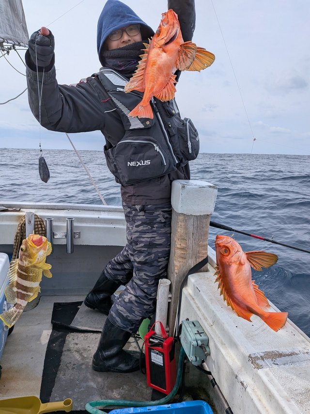 アオナ(アオハタ)・チカメキントキ