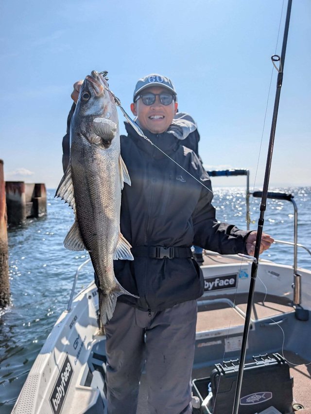 シーバス(スズキ)