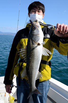 シーバス(スズキ)