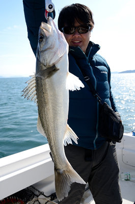 シーバス(スズキ)