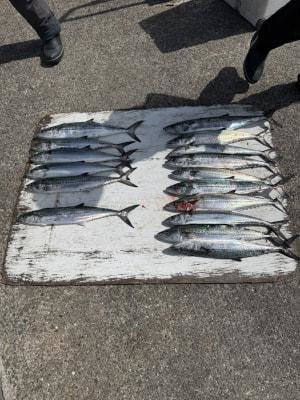 サゴシ(サワラ)・ヤナギ(ウスメバル)