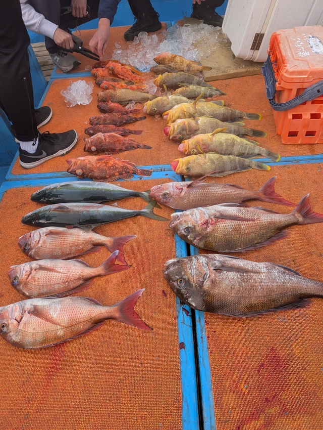 マダイ・アオナ(アオハタ)