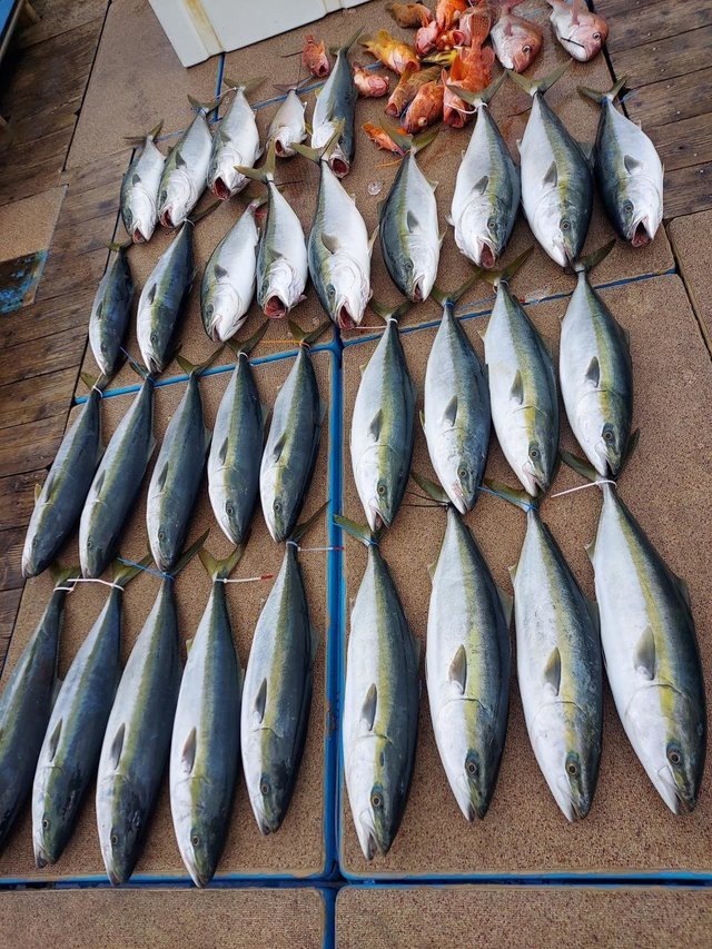 マダイ・アオハタ・ブリ・カサゴ