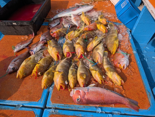 マダイ・レンコ(キダイ)・アオナ(アオハタ)・アマダイ(アカアマダイ)・ウッカリカサゴ