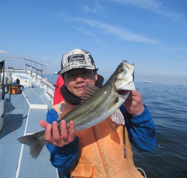 シーバス(スズキ)