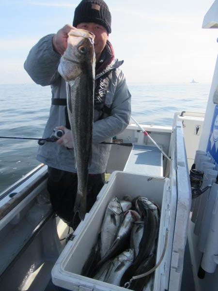 シーバス(スズキ)