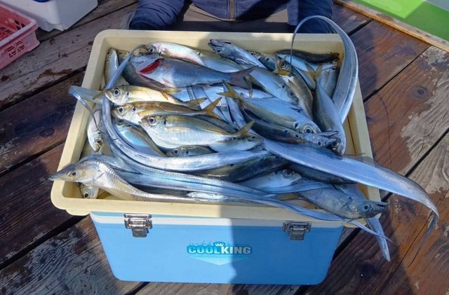 アジ(マアジ)・タチウオ