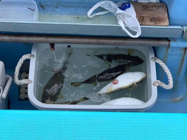 ショウサイフグ