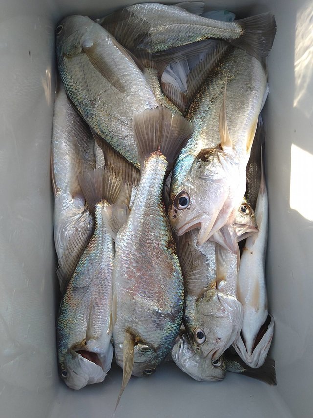 イシモチ(シログチ)