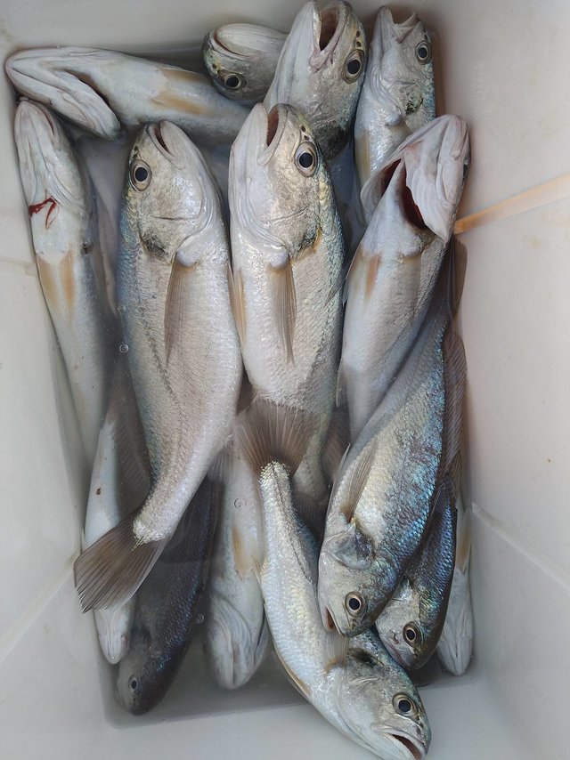 イシモチ(シログチ)