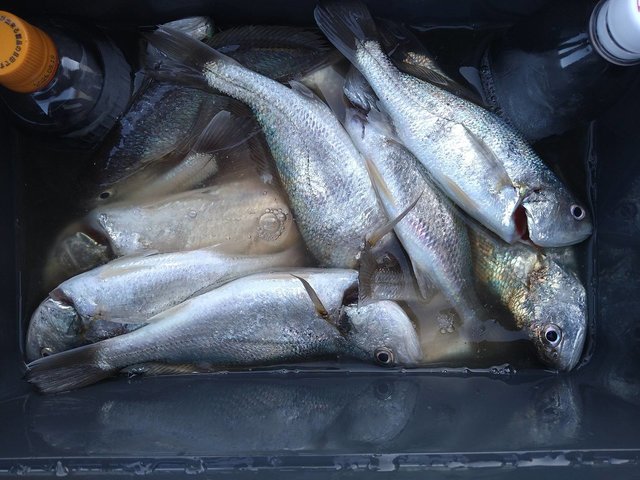 イシモチ(シログチ)