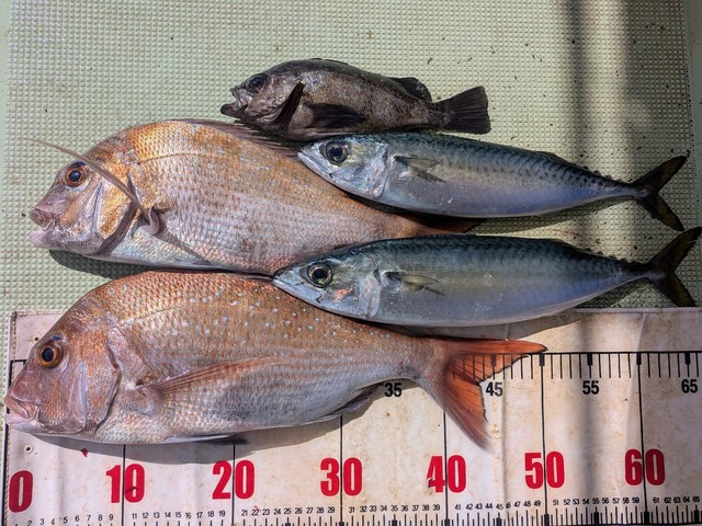 タイ(マダイ)・マサバ