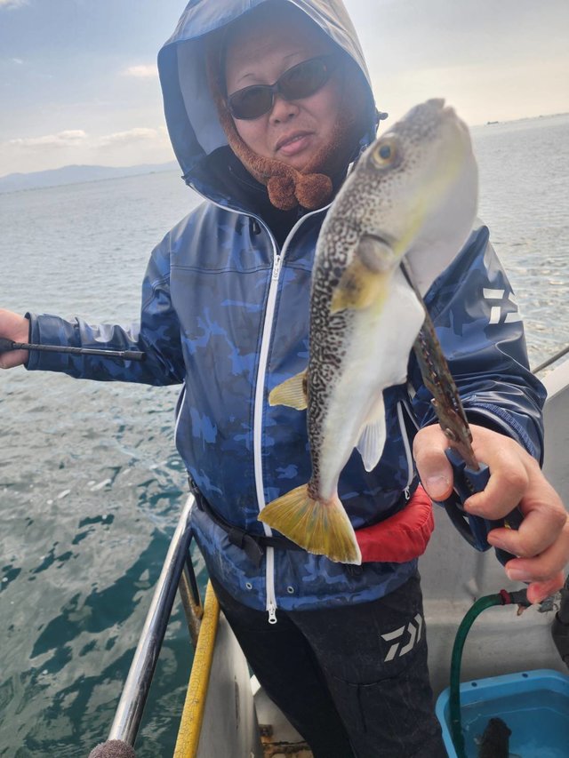 ショウサイフグ