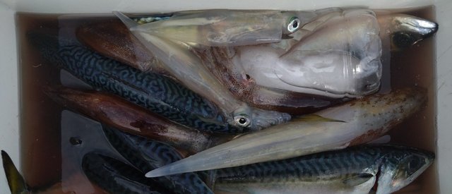 マサバ・スルメイカ