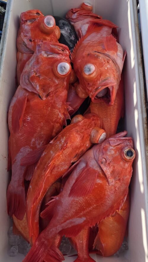 メヌケ(アコウダイ)