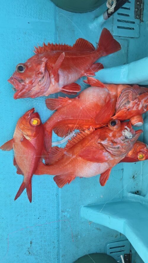 メヌケ(アコウダイ)・アブラボウズ