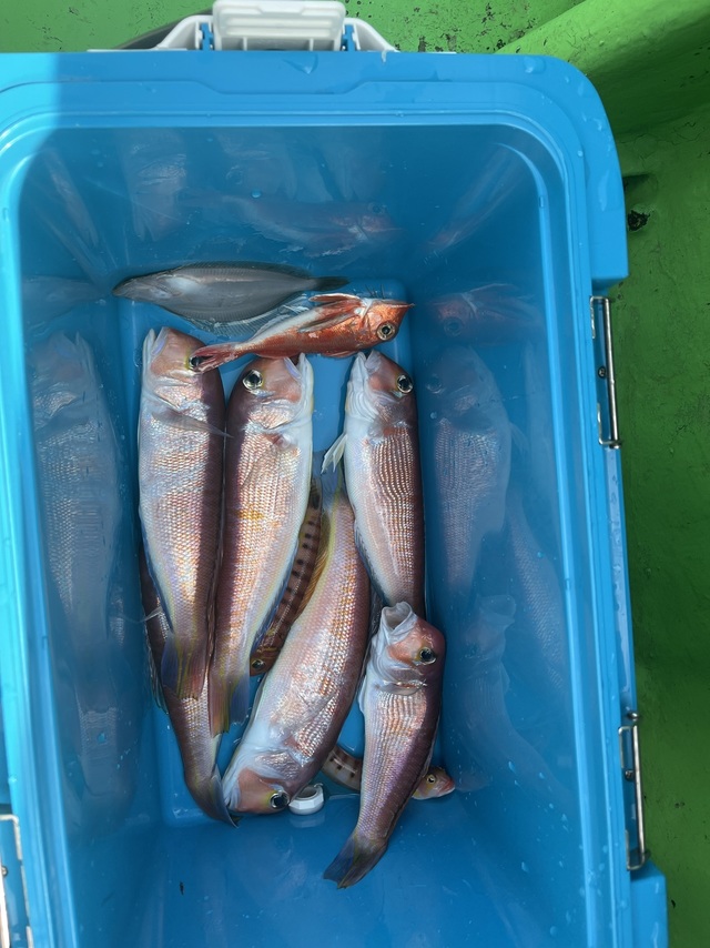 アマダイ(アカアマダイ)