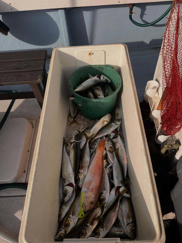 マアジ・シロアマダイ・マサバ