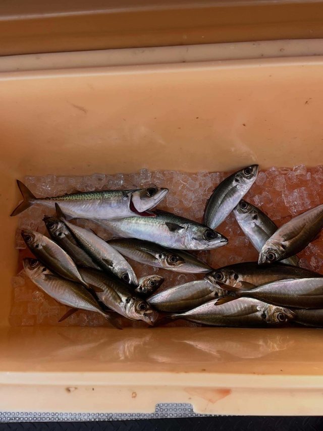 マアジ・マサバ