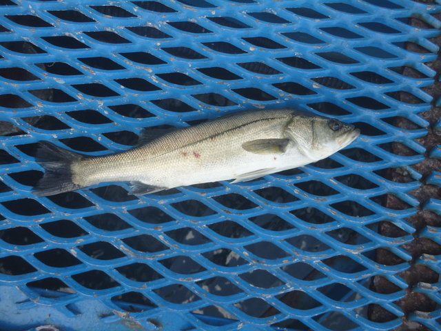 シーバス(スズキ)